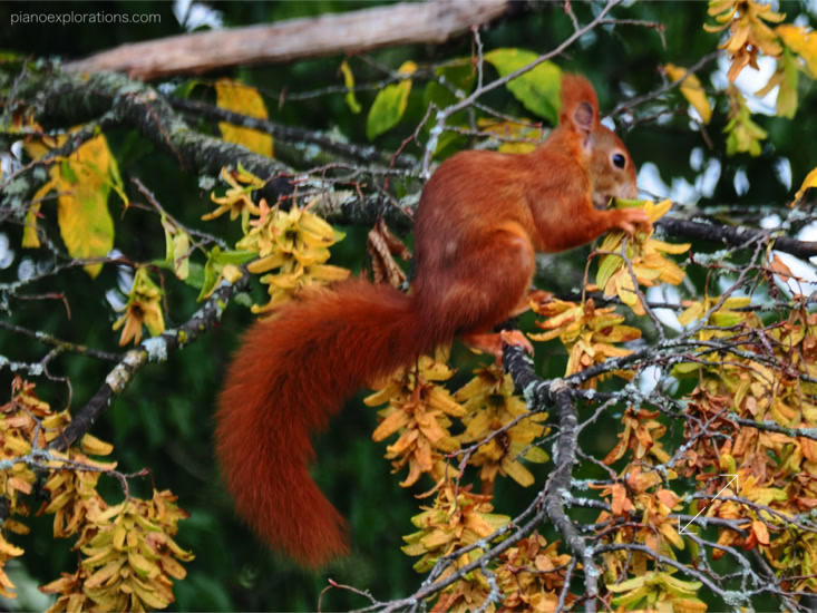 Wiewiórka i jesień 4