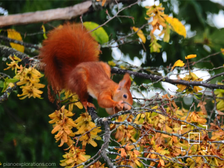 Wiewiórka i jesień 3