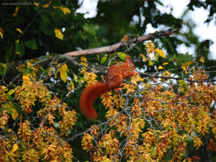 Wiewiórka i jesień 5
