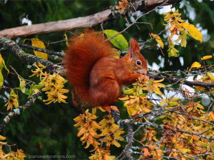 Wiewiórka i jesień 1
